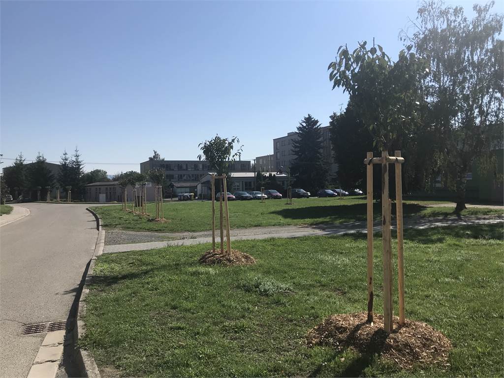 Obnova zeleně na ul. Dlouhá