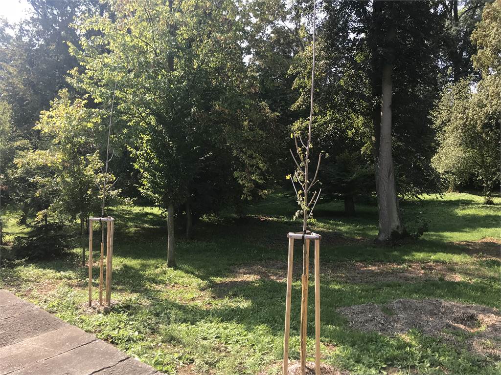 Obnova zeleně v zámeckém parku