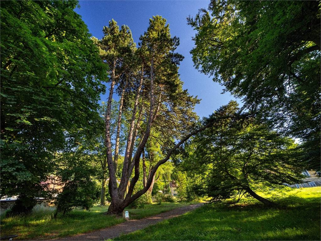 Opatovická borovice – Strom roku ČR v roce 2014